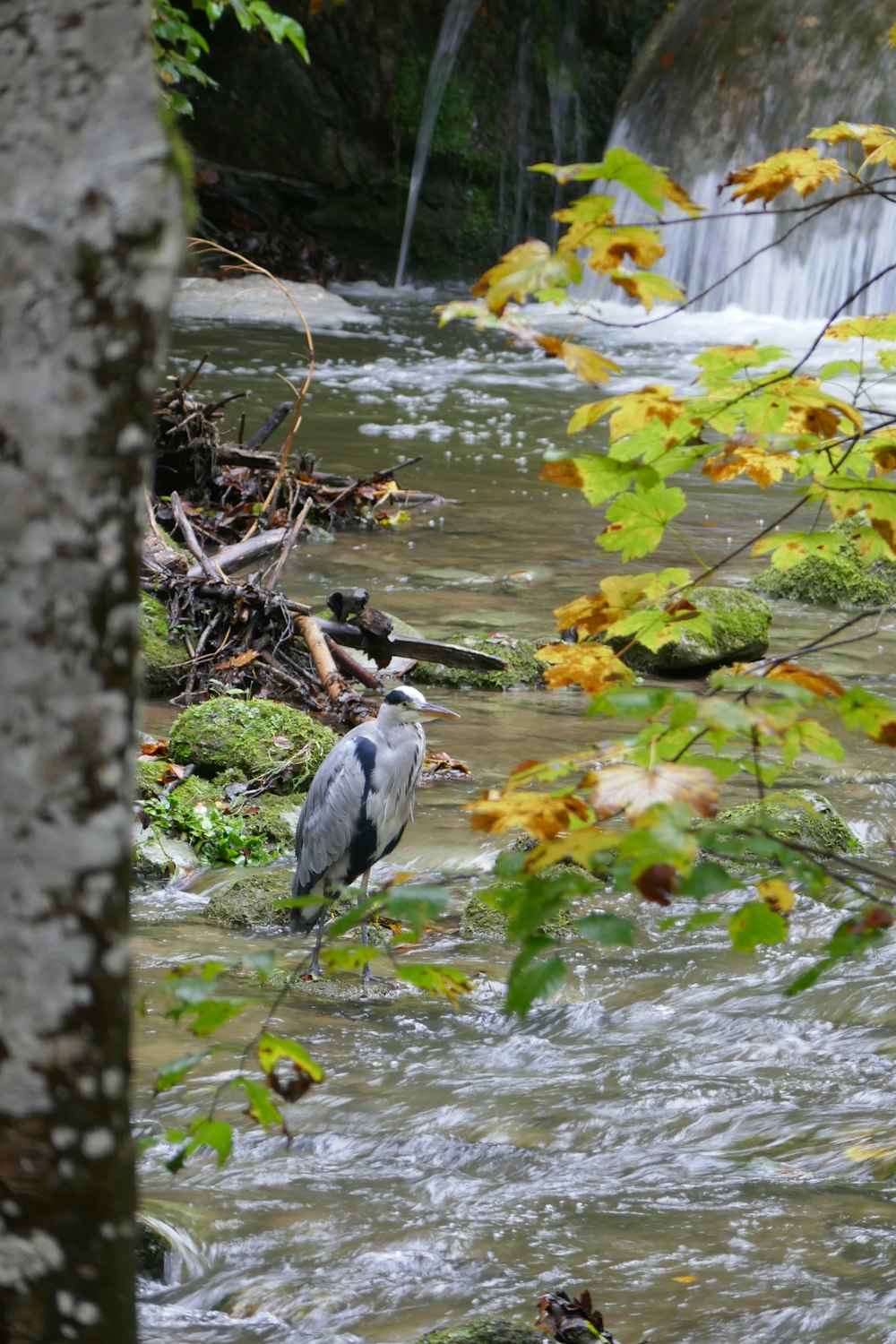 a bird standing on a branch in a river