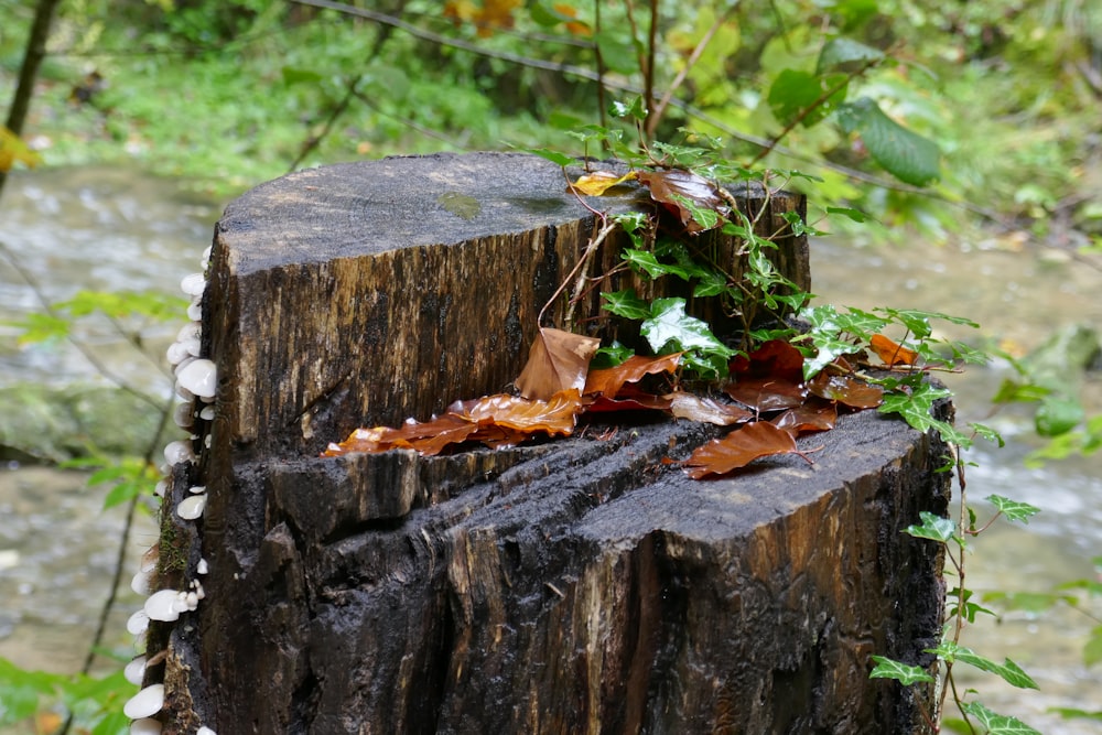 a tree stump with leaves and branches