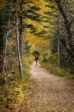 a person walking on a path in a forest
