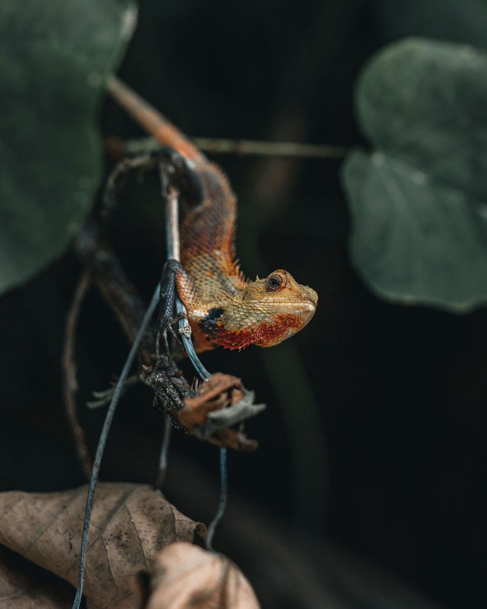 a lizard on a branch