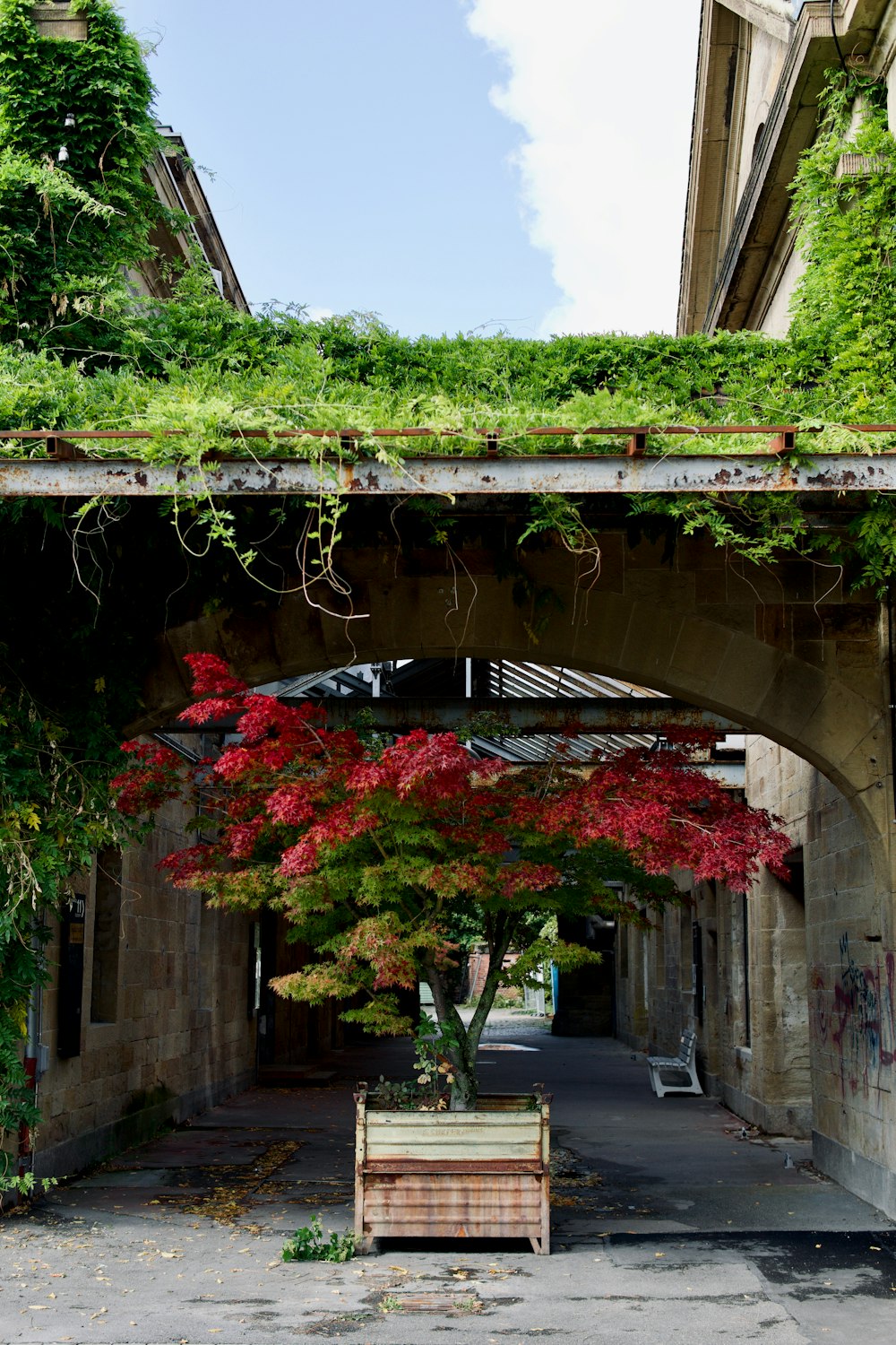 Ein Baum mit roten Blüten