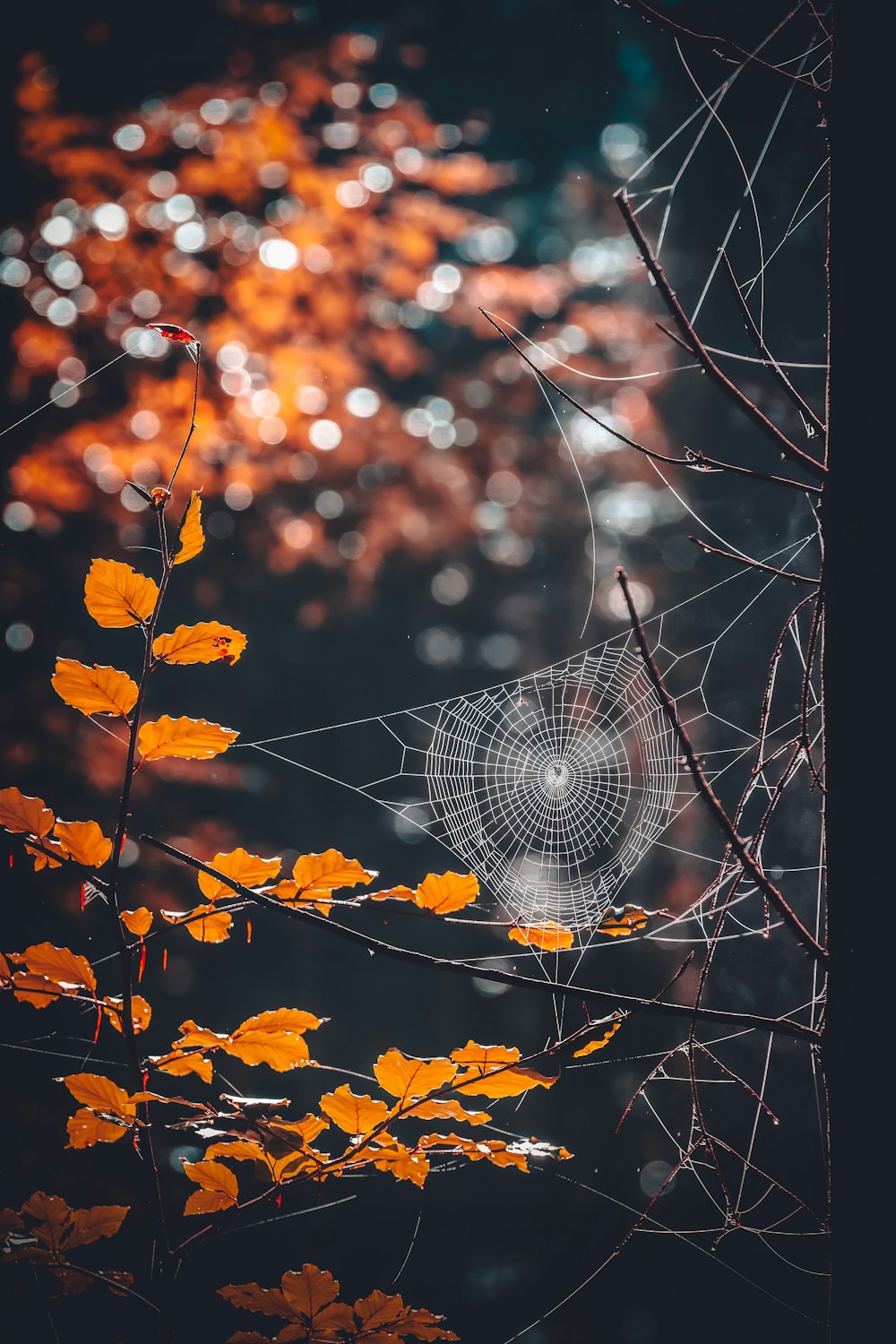 a spider web with orange leaves