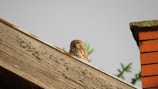 An owl perched on a stack of comedy books with a smirk.