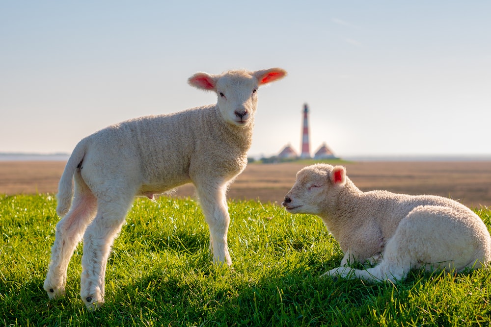 a couple of sheep in a field