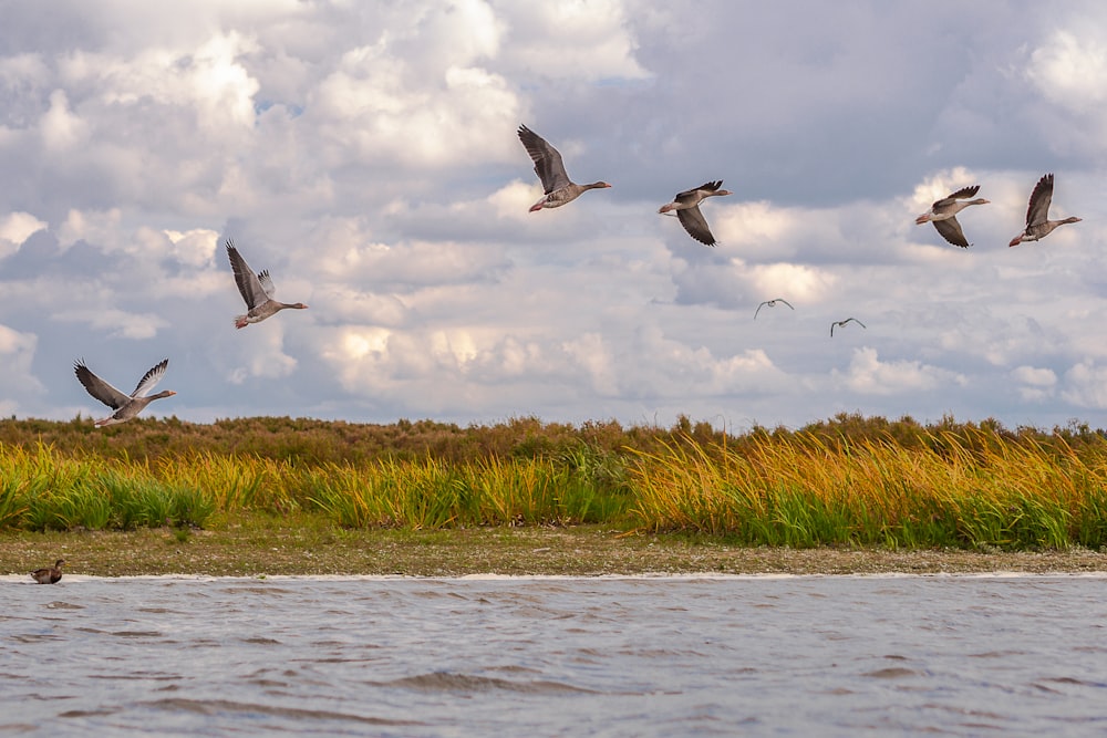 birds flying over water