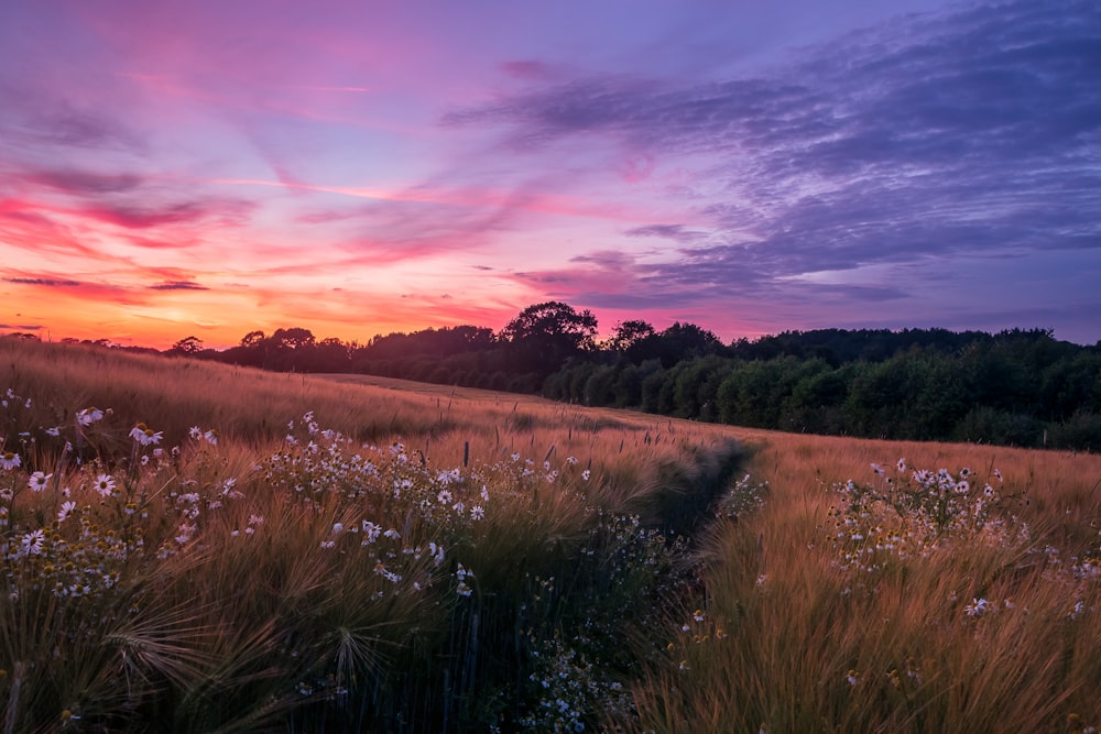 a field of flowers with trees in the background