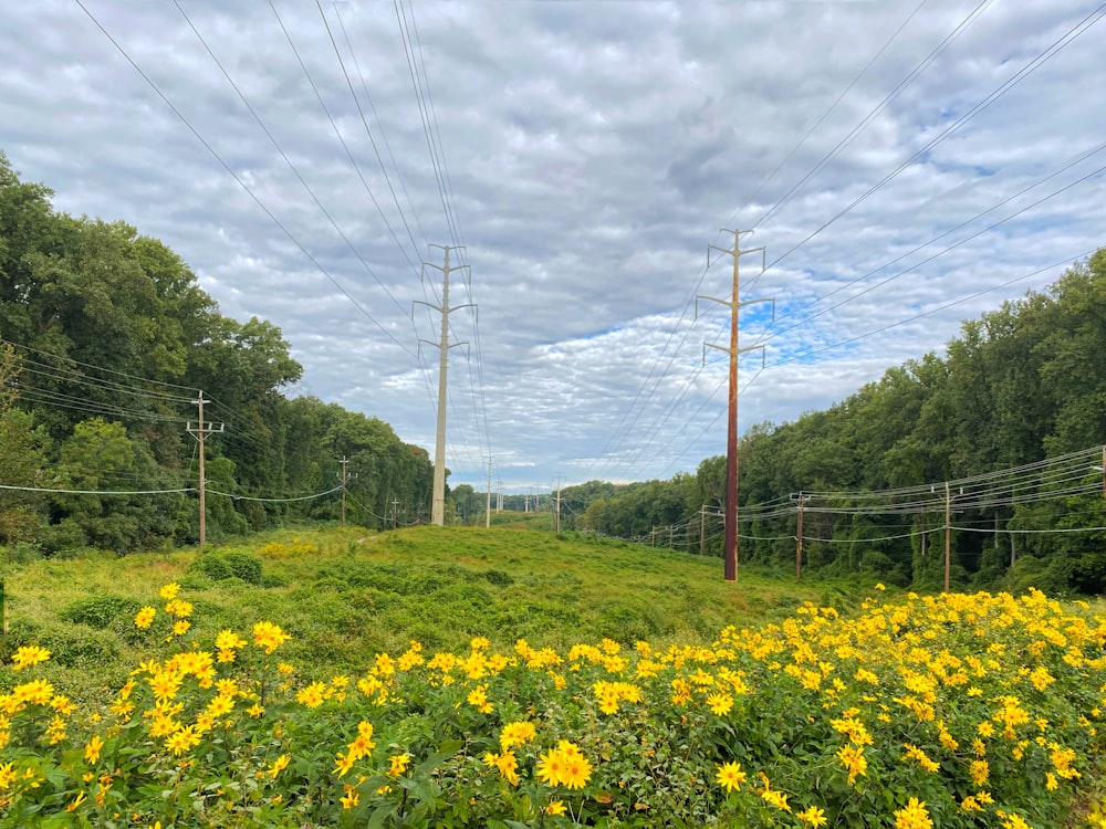 a field of yellow flowers