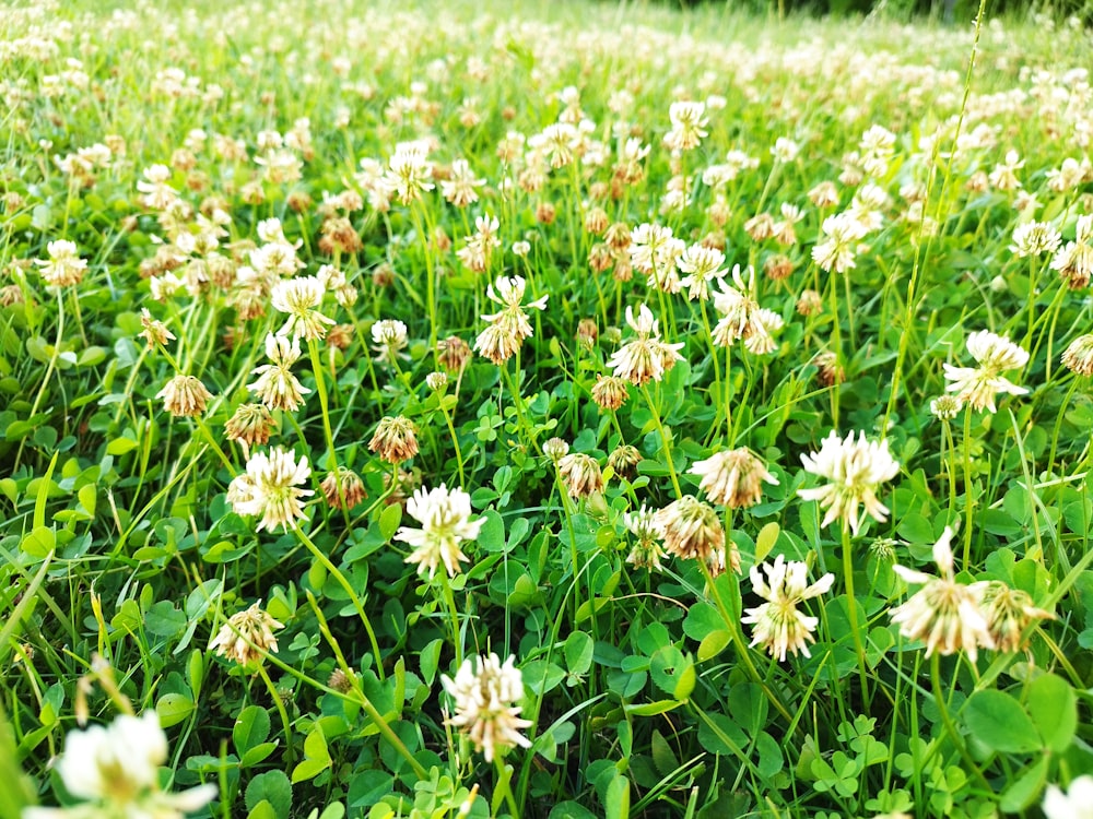 a field of flowers