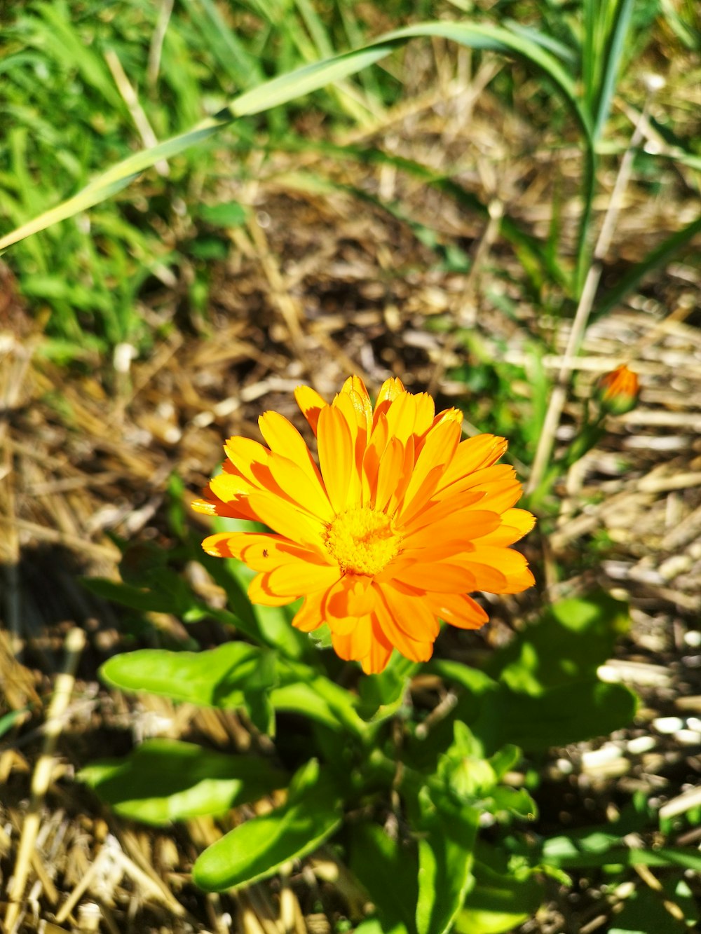 a flower in the grass