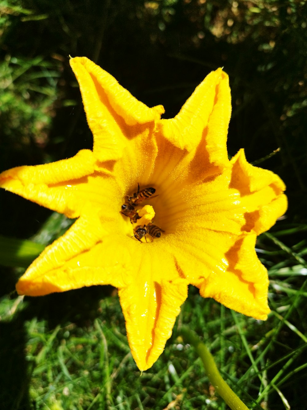 a yellow flower with a black center