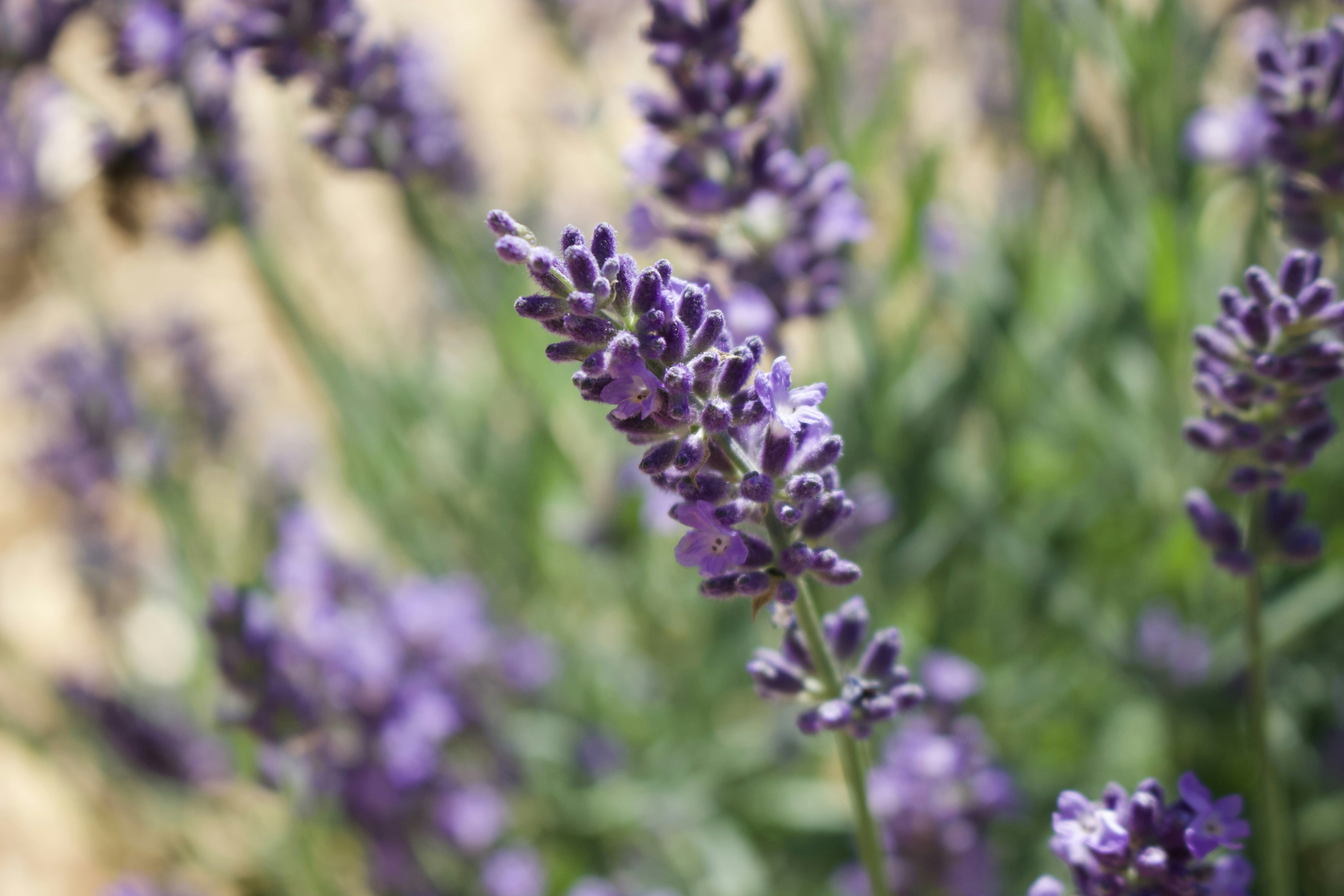 Ramo de lavanda