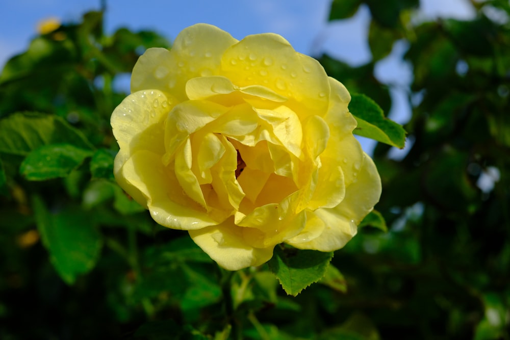 a yellow rose with green leaves