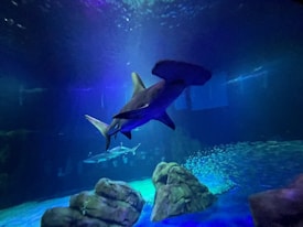 A large shark swims gracefully in a dimly lit aquarium tank, surrounded by rocks on the ocean floor. The water is illuminated with shades of blue and purple, adding a mystical aura to the scene.