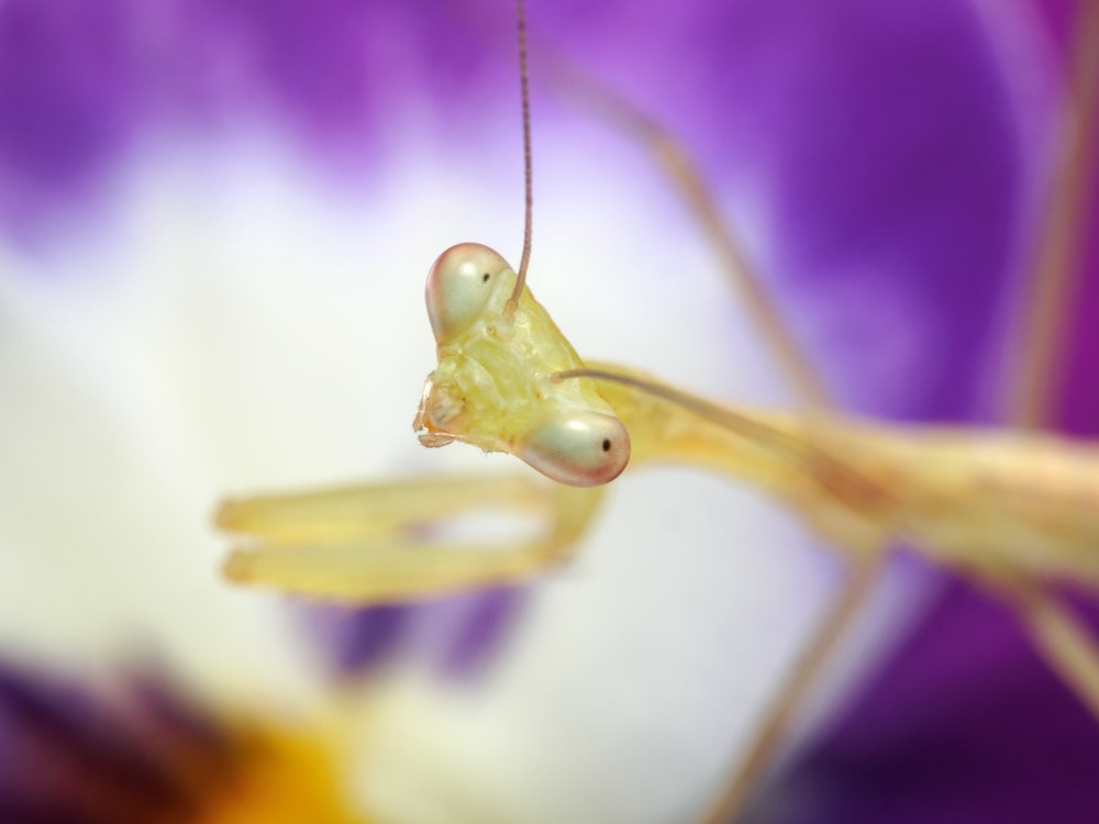 a close-up of a bug