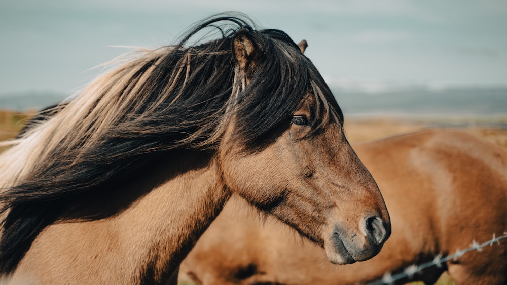 a horse with a pony head