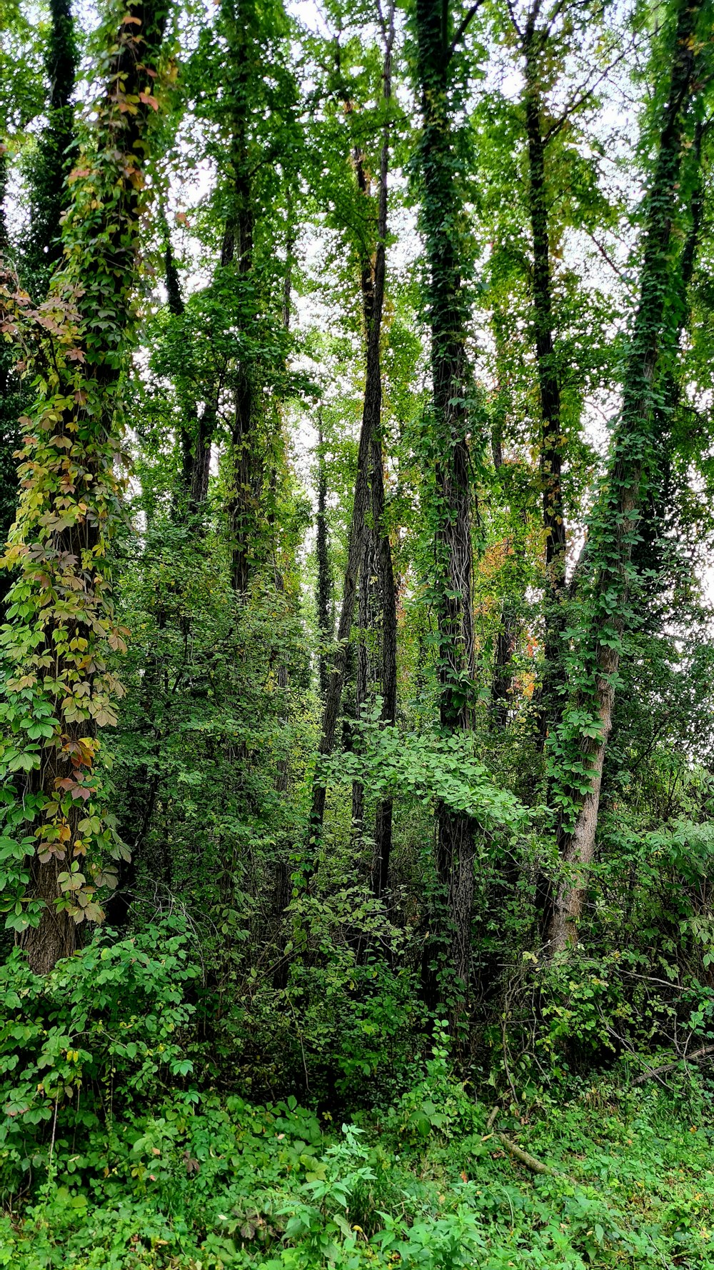 a forest of tall trees