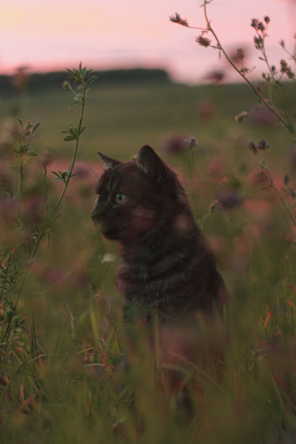 a cat sitting in a field