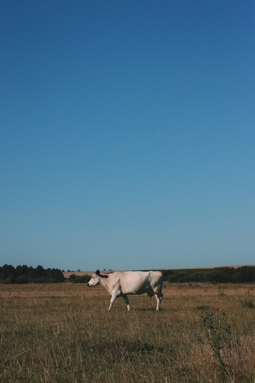a cow standing in a field
