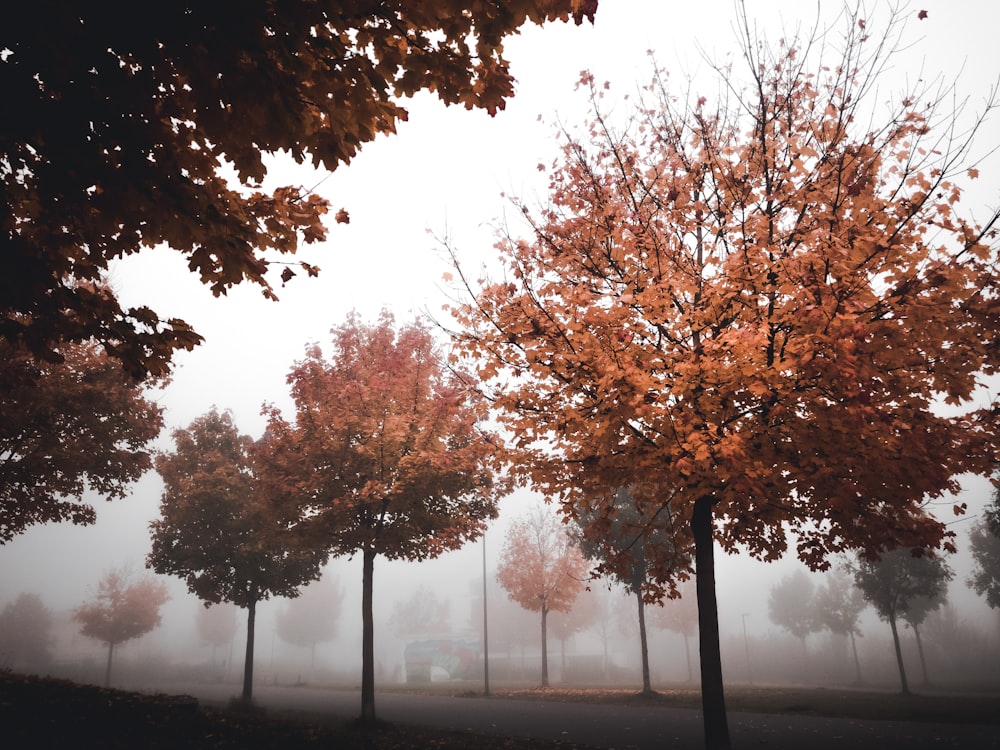 a group of trees with orange leaves