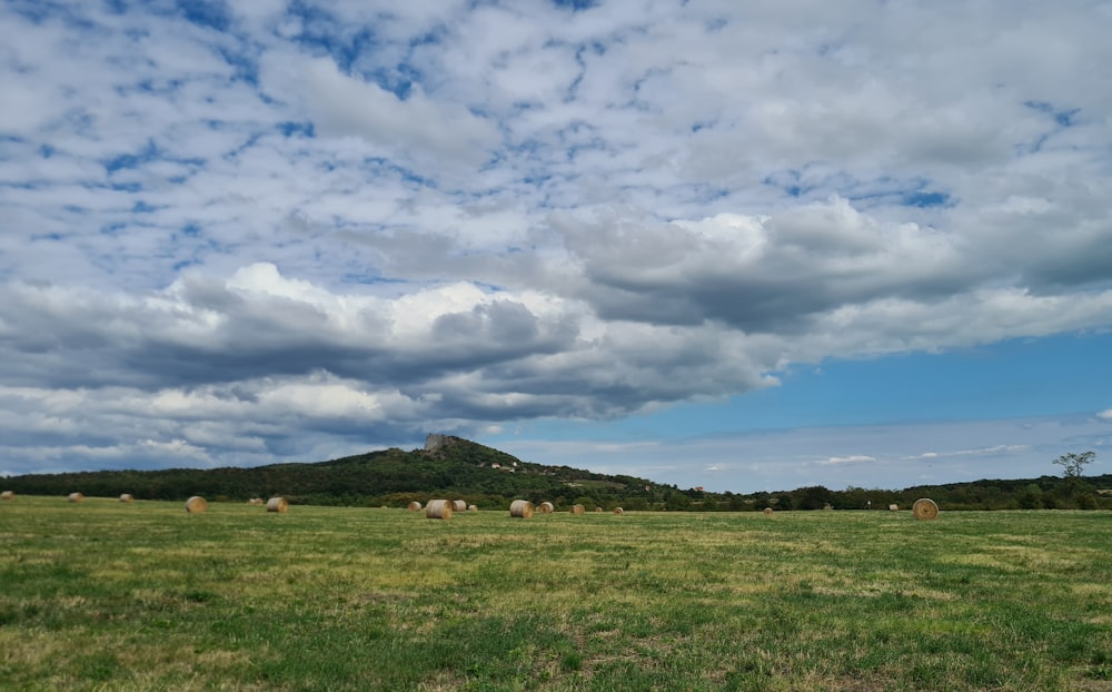 a group of sheep grazing in a field