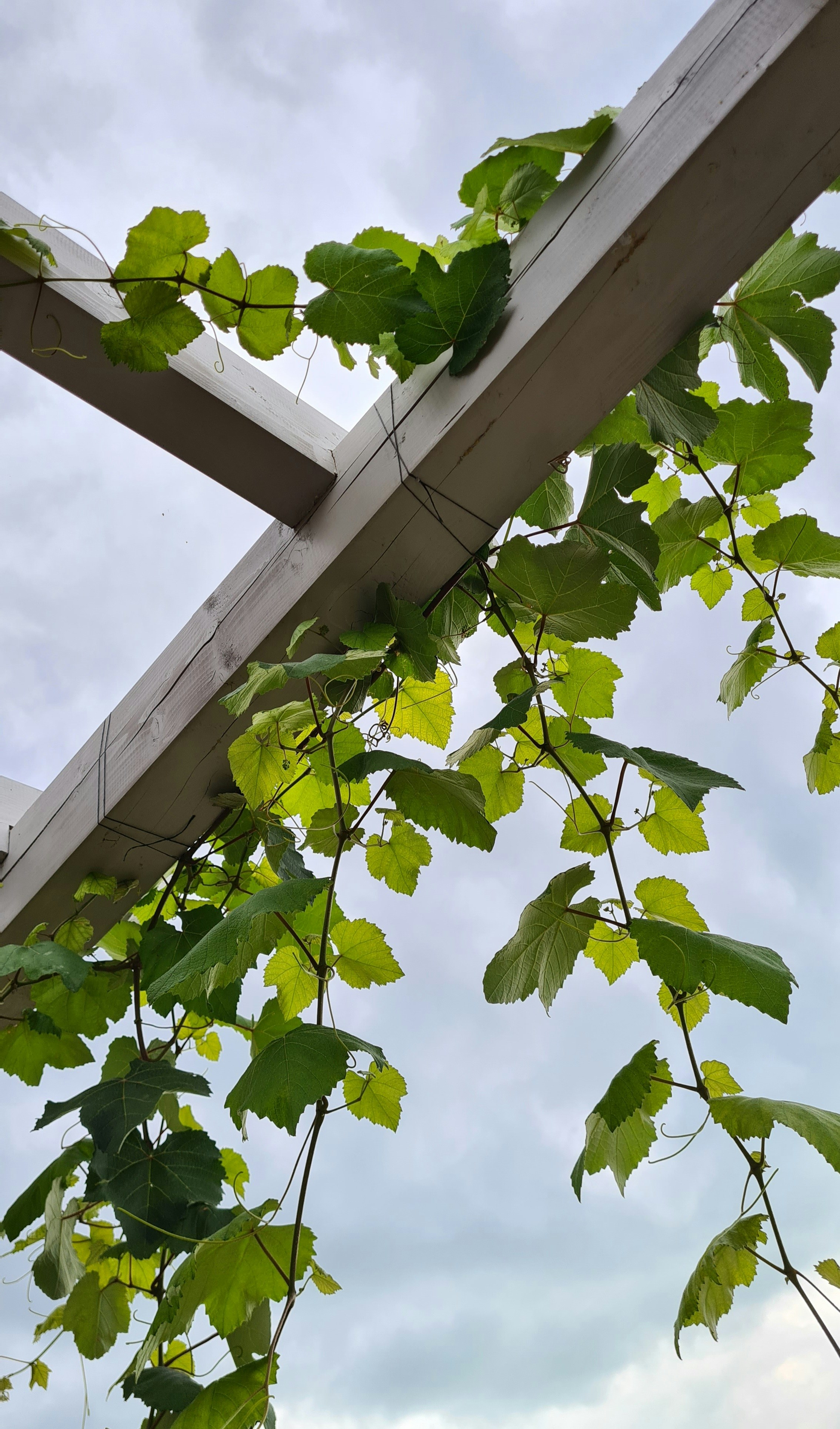 a tall white tower with green leaves