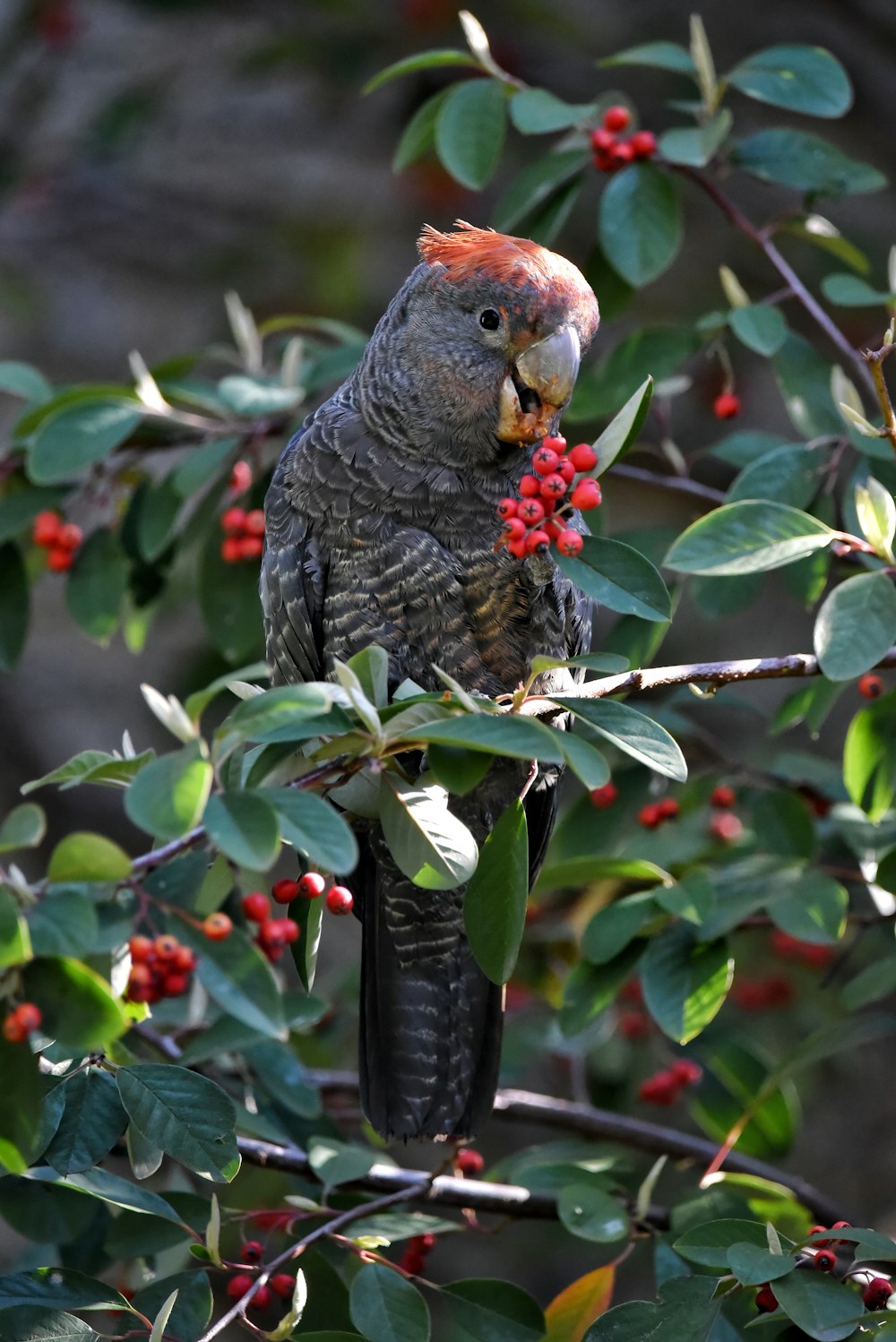 a bird on a branch with berries