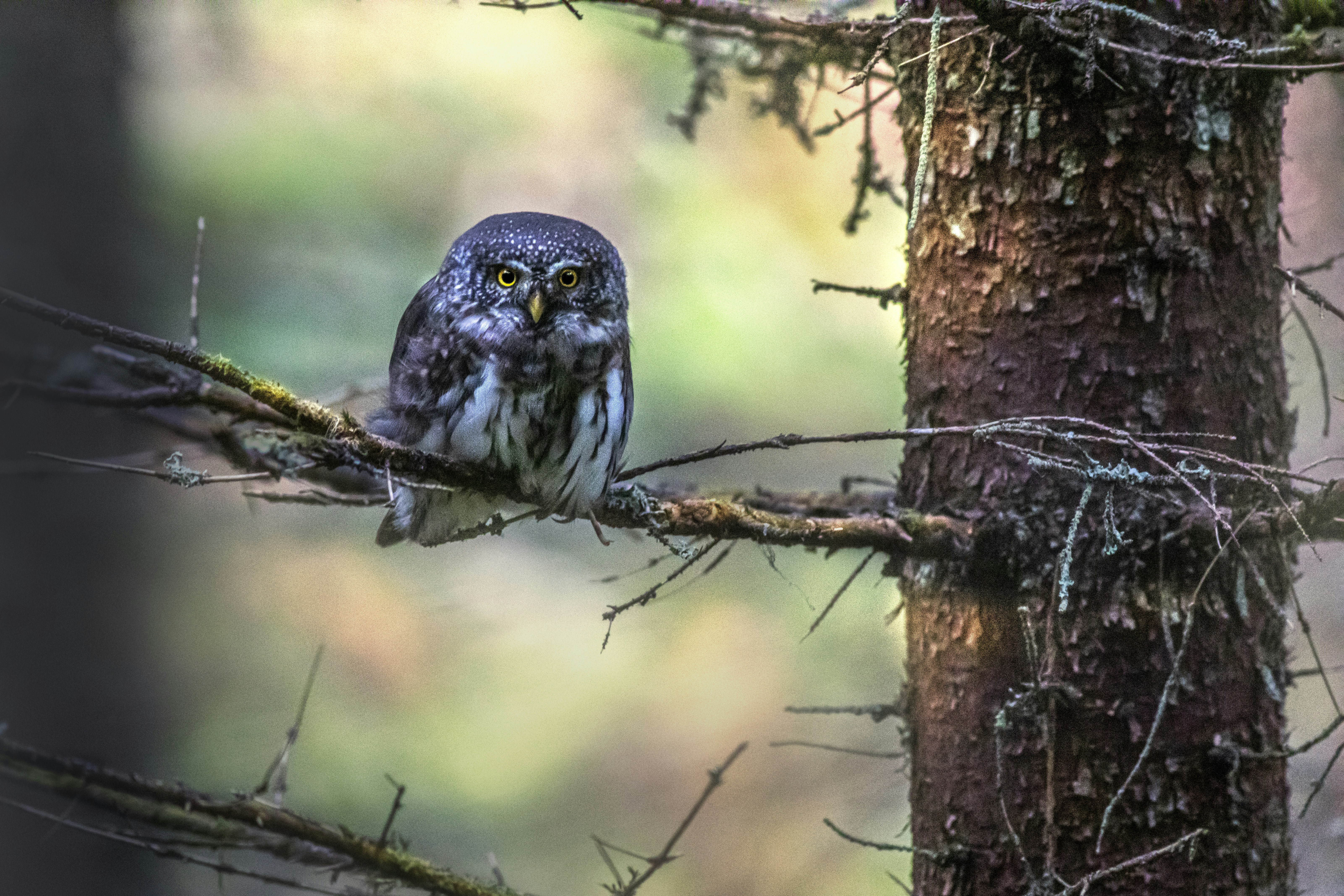 Photo by erik_karits