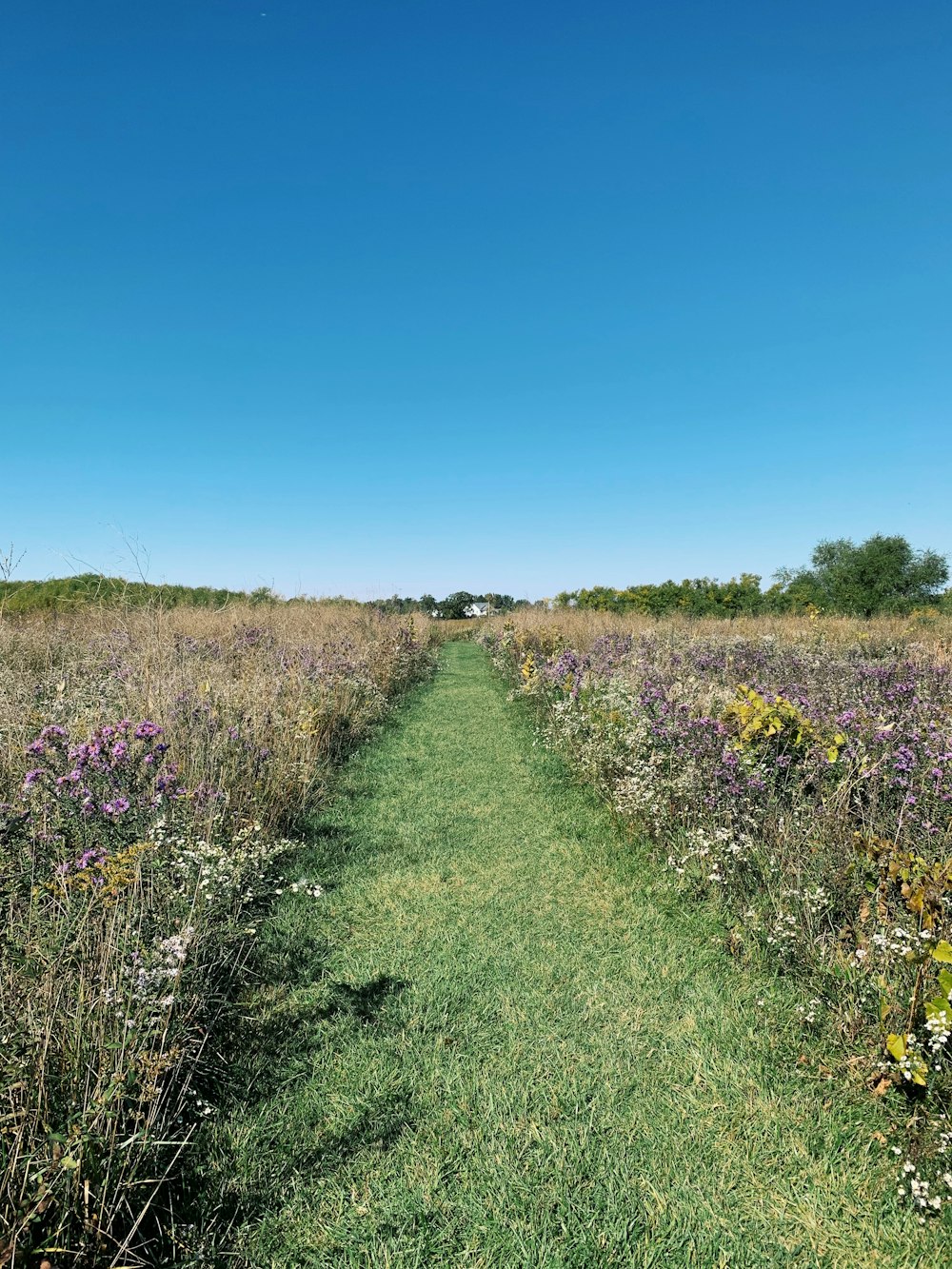 a field of flowers