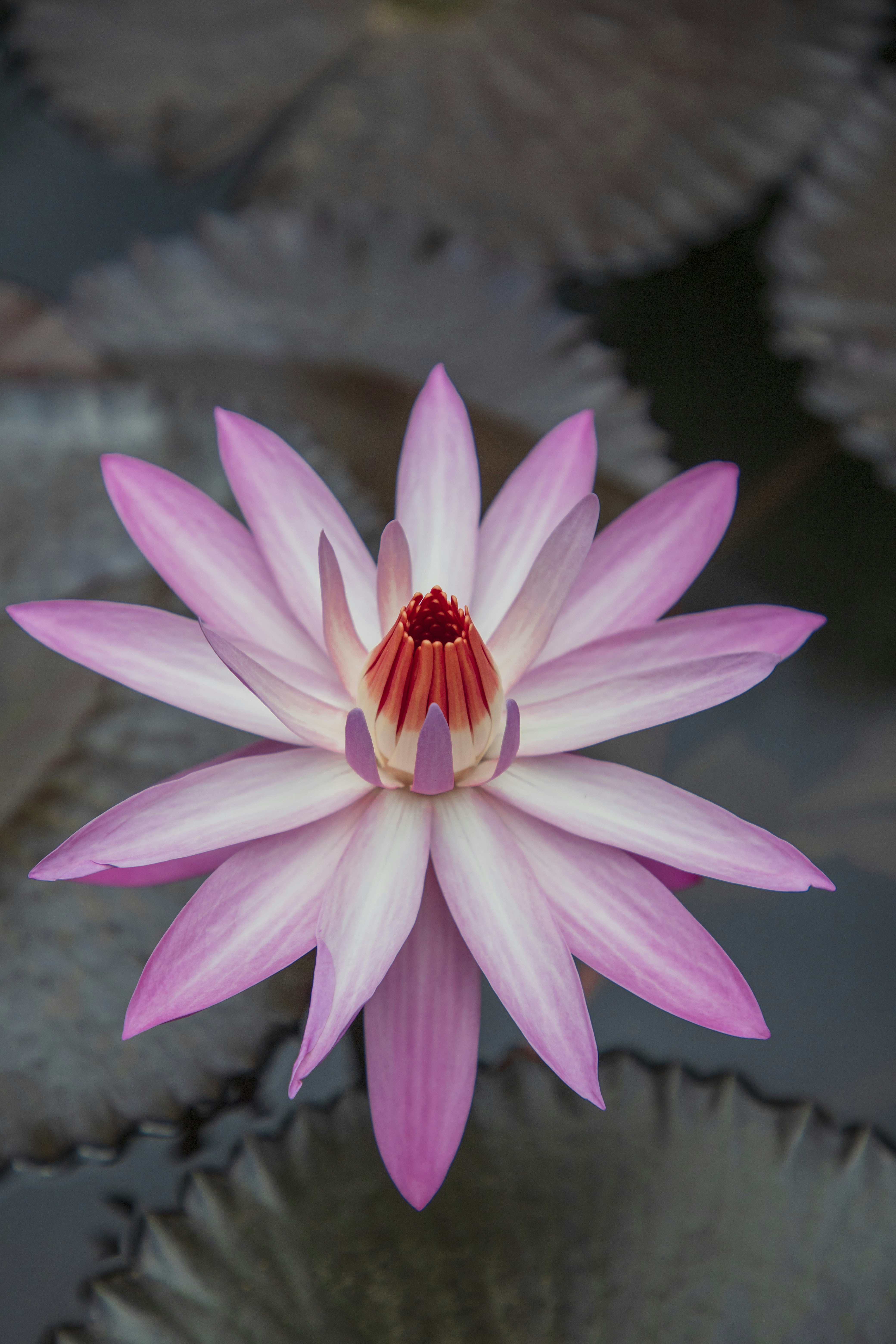 Photo by bahr_splash