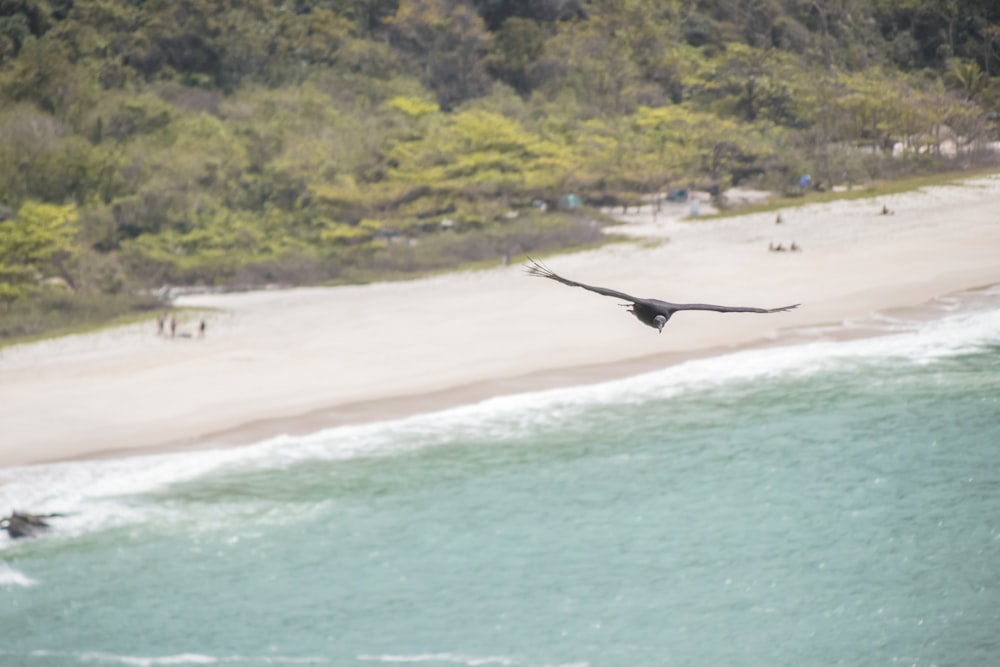 a bird flying over a beach