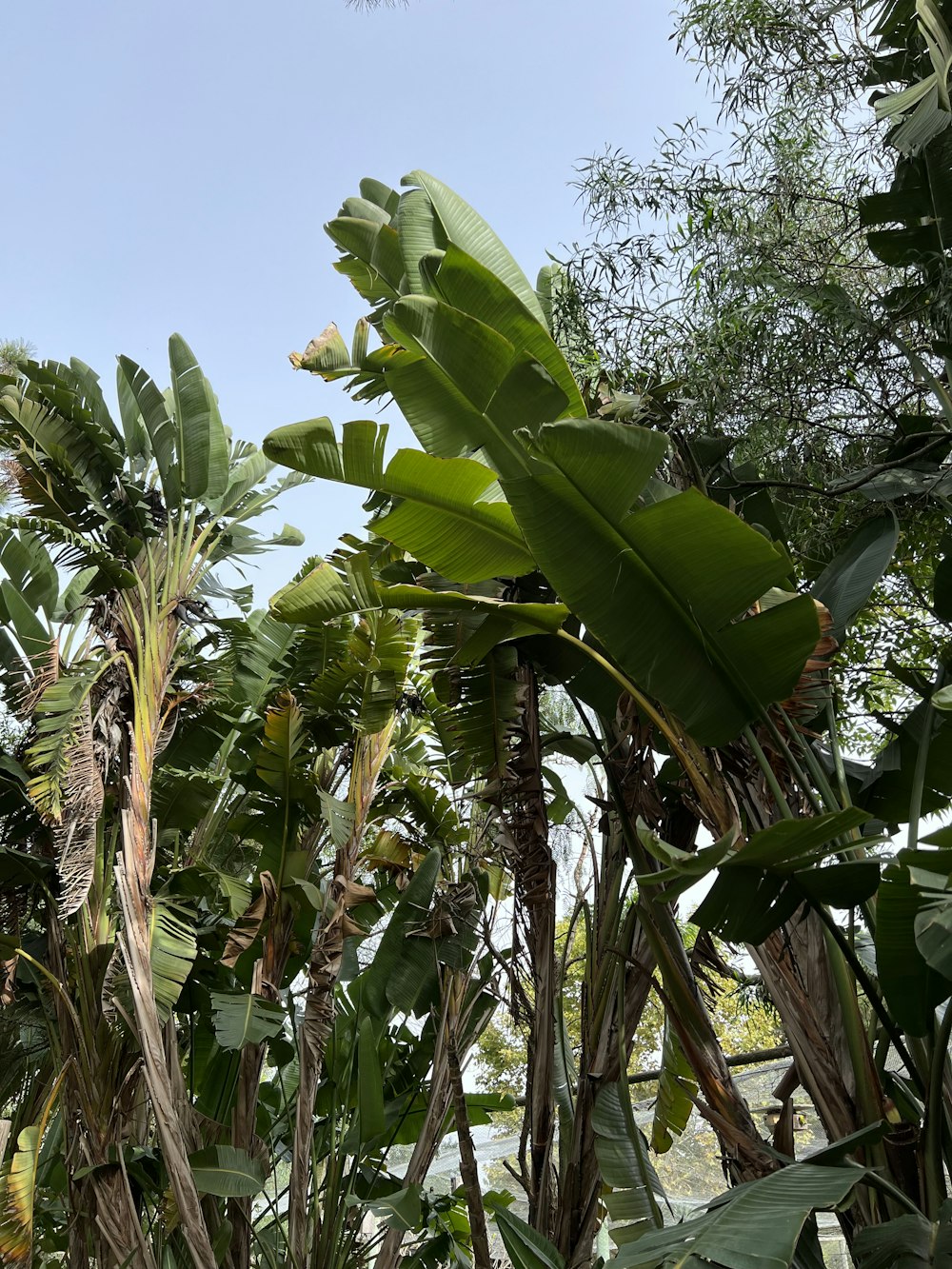 a group of plants with leaves