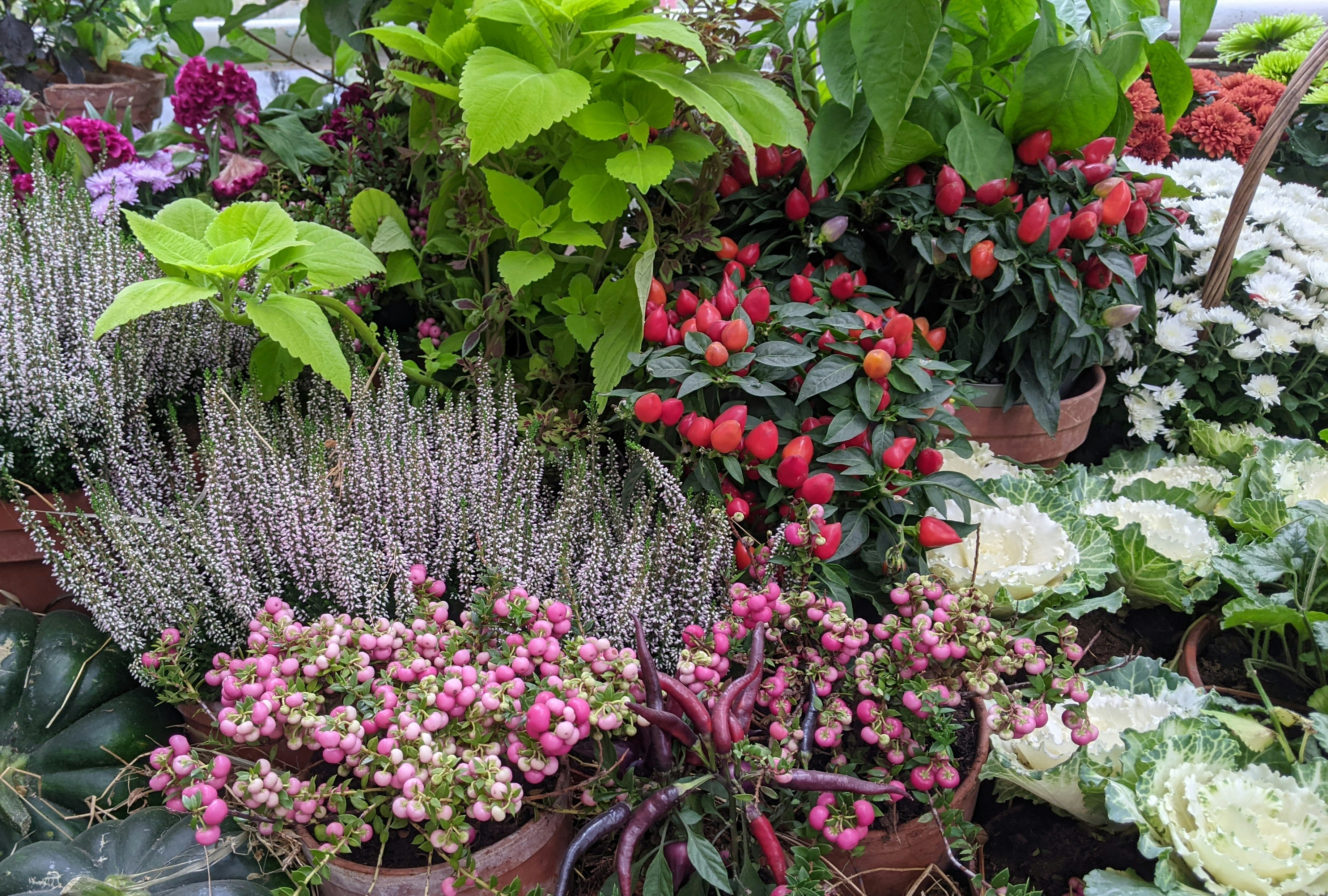 Photo by purpleplumwine