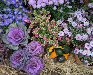A vibrant collection of autumn-themed decorations featuring ornamental cabbages with purple leaves, surrounded by clusters of colorful flowers such as pink and white daisies, and small berry-like plants with red and green hues. In the center, there are decorative gourds in shades of green and yellow placed on a bed of straw.