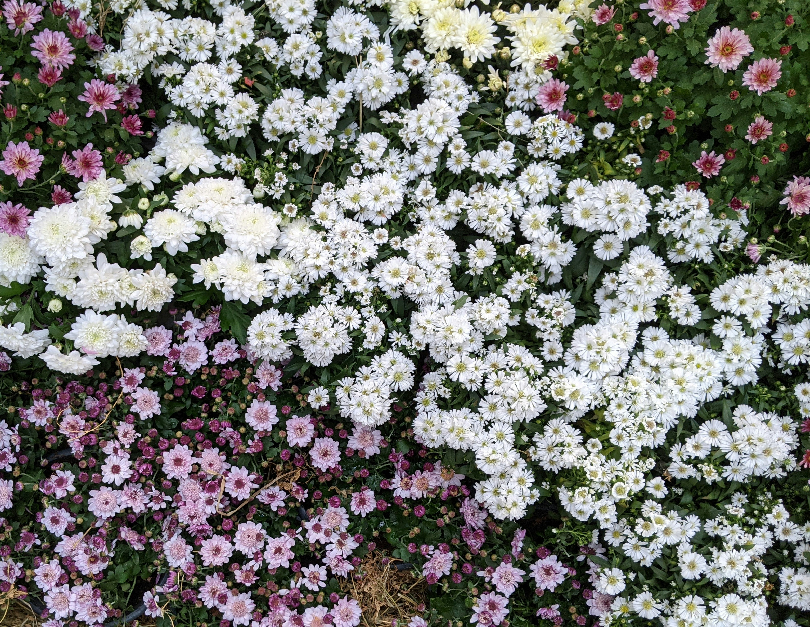 Photo by purpleplumwine