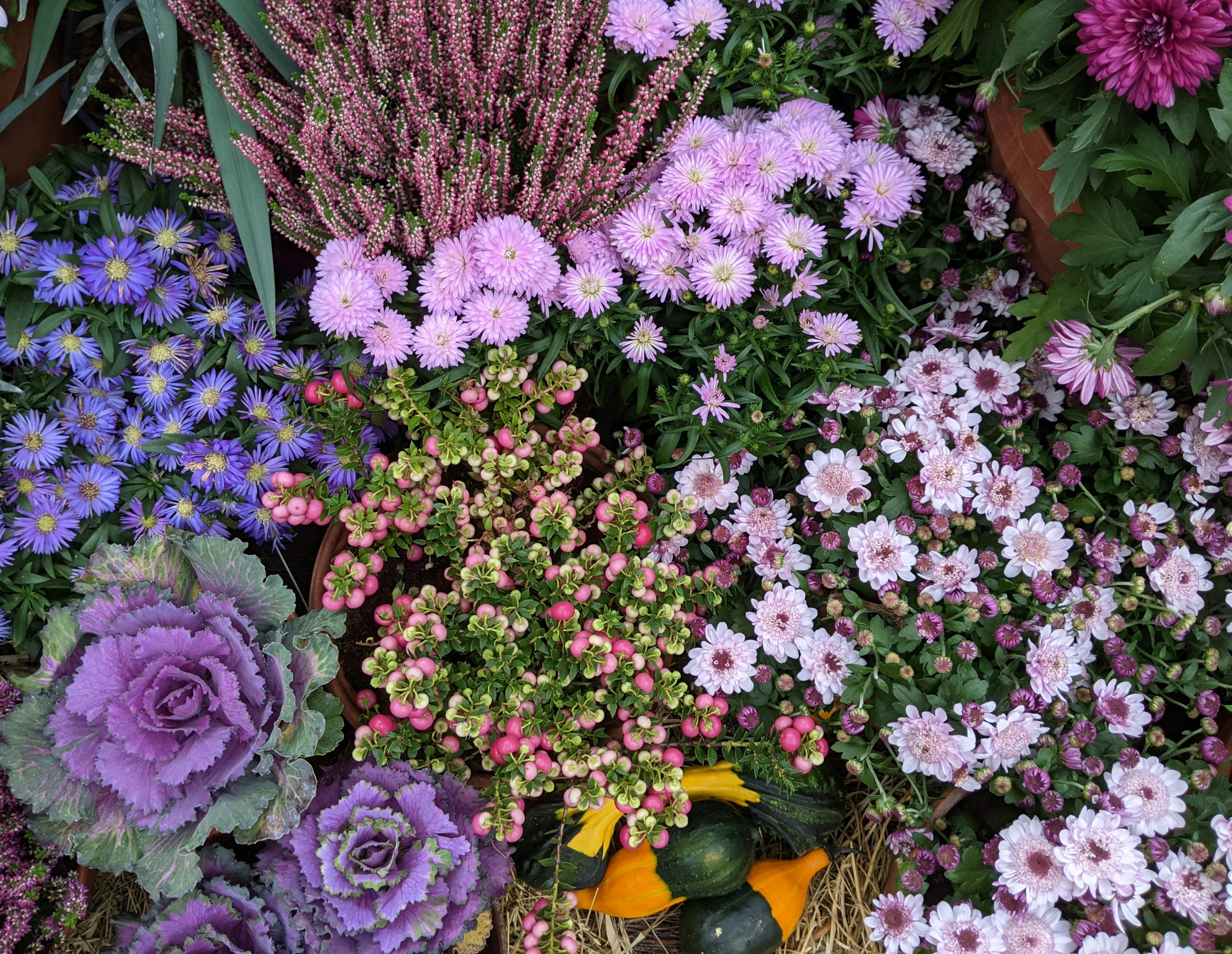 Photo by purpleplumwine