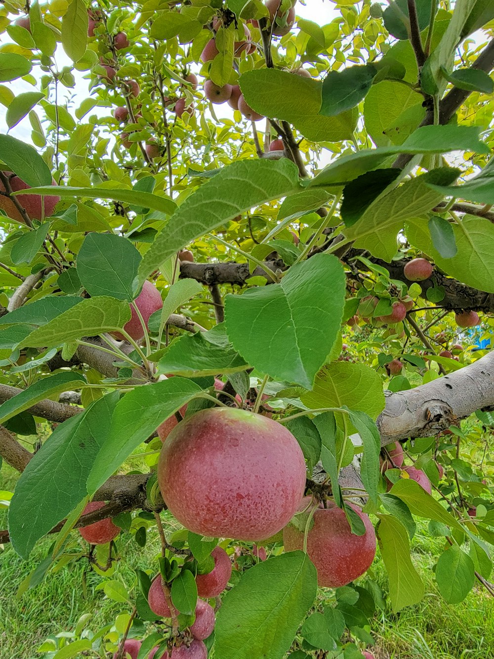 a tree with fruit growing on it