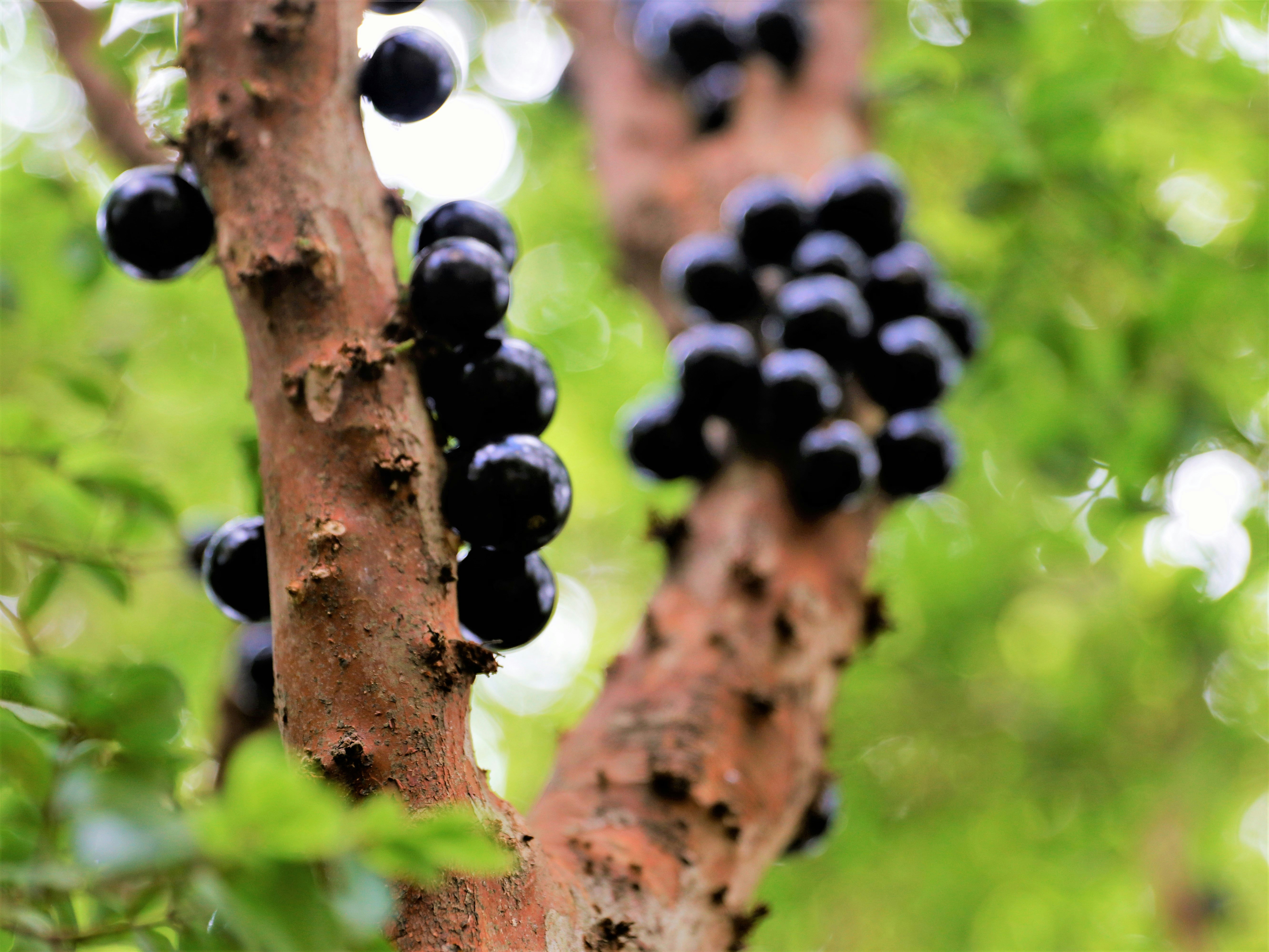 a close up of a tree branch with black berries