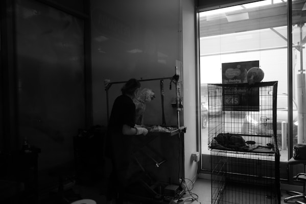 A person is grooming a dog inside a pet grooming studio. The room is dimly lit, with various grooming tools visible on a nearby table. A large window shows the outside, where parked cars can be seen. A cage is present, containing items related to pet care.