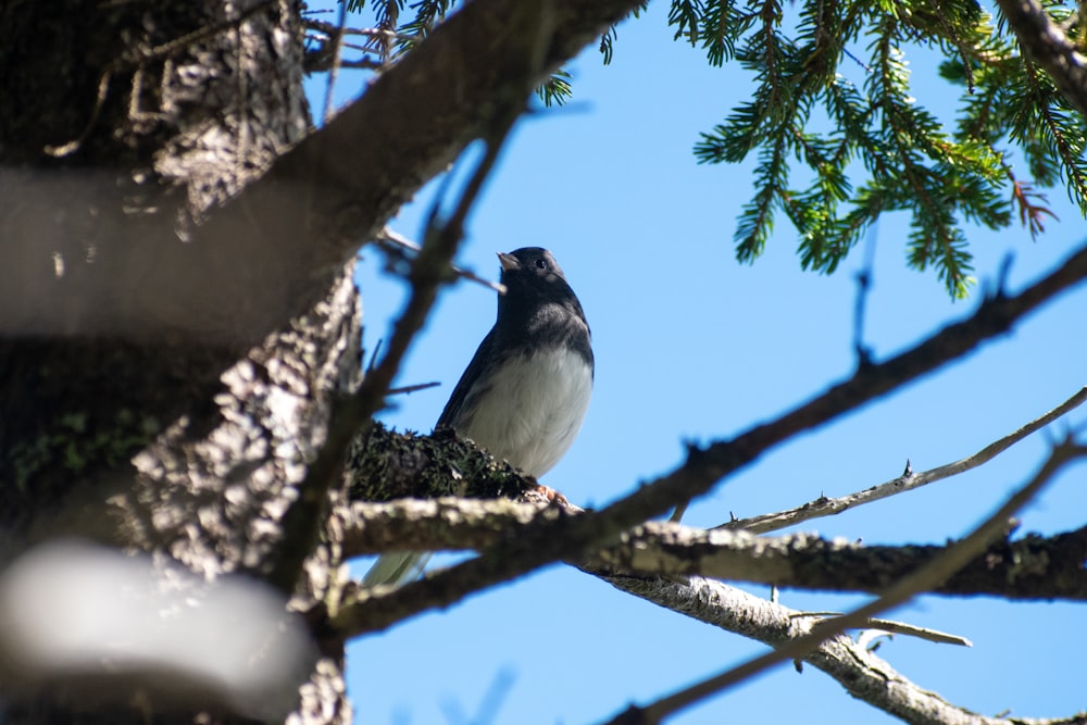 a bird sitting on a tree branch