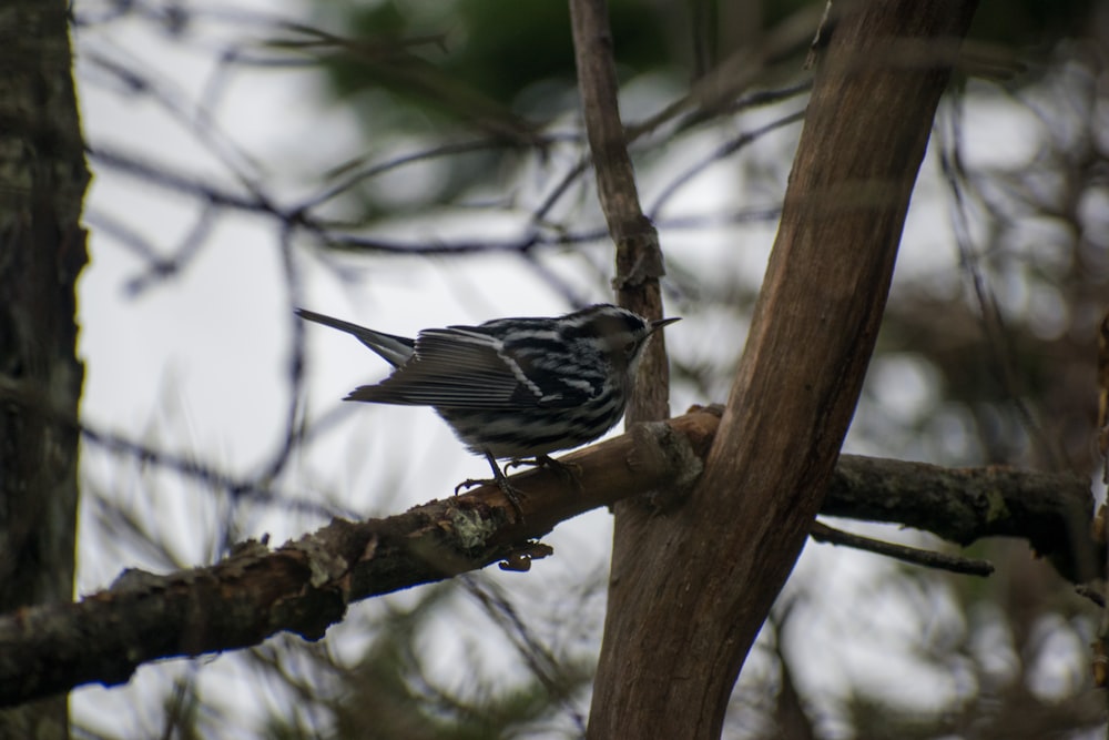 a bird perched on a tree branch