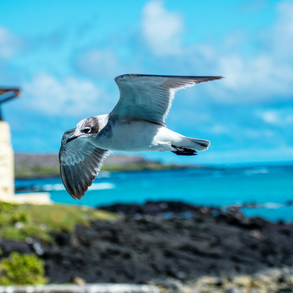 a bird flying over water