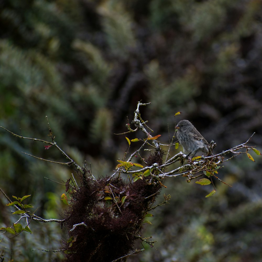 a bird perched on a branch