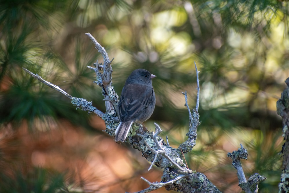 Un uccello si siede su un ramo