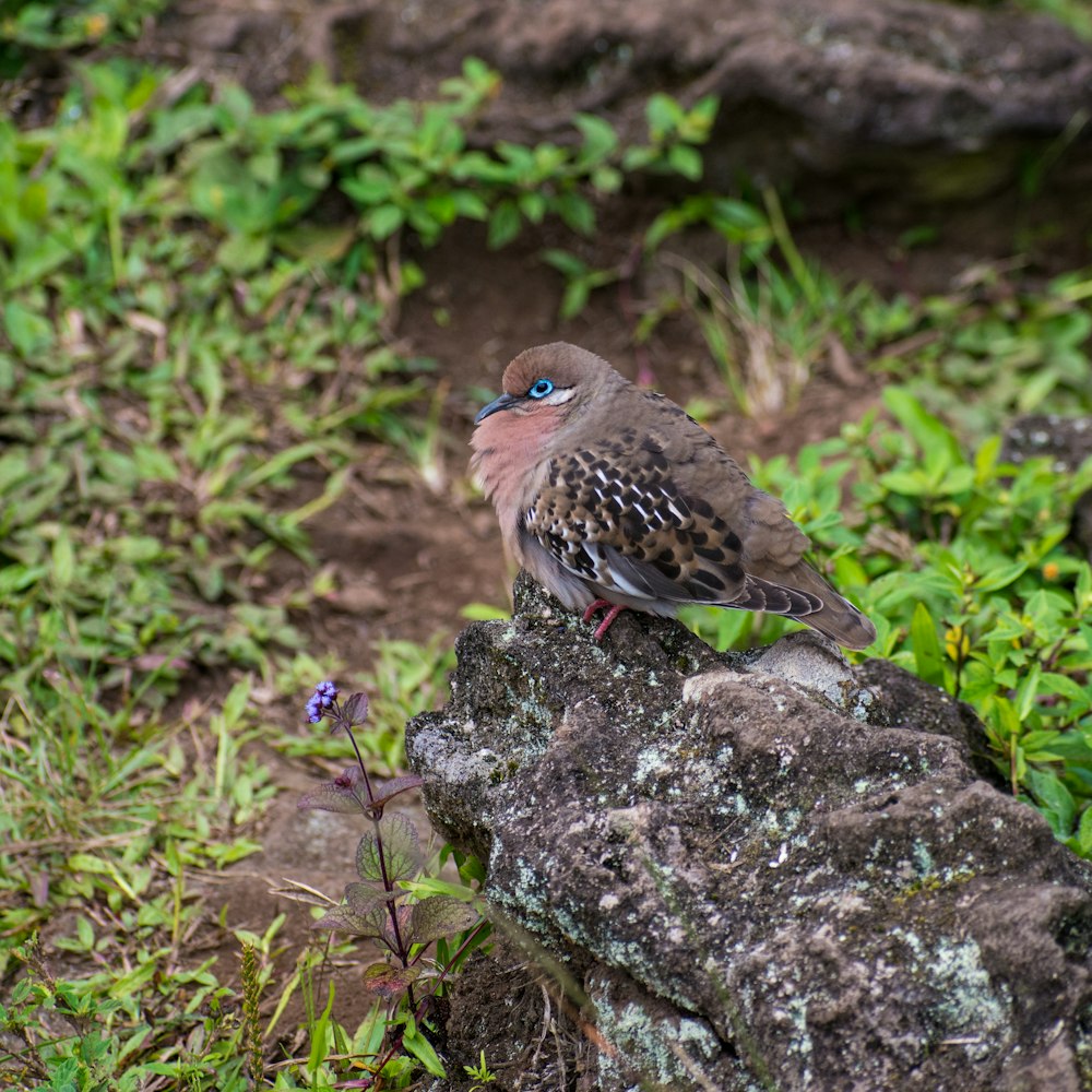 a bird sitting on a rock