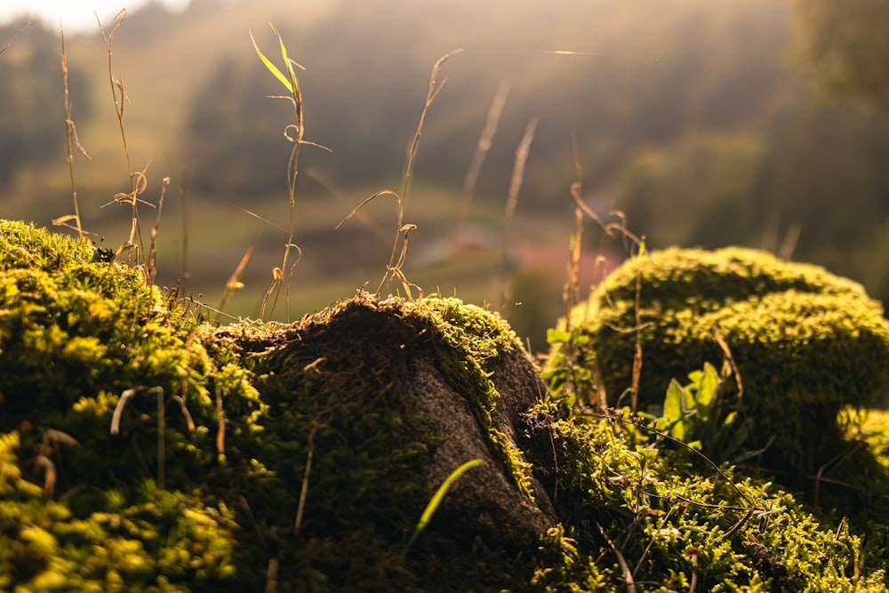 a group of plants growing on a rock