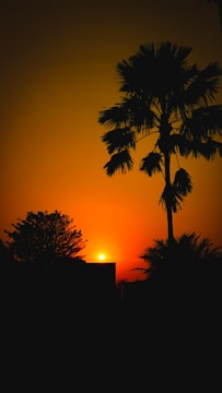Sunset landscape with warm tones and silhouetted trees.