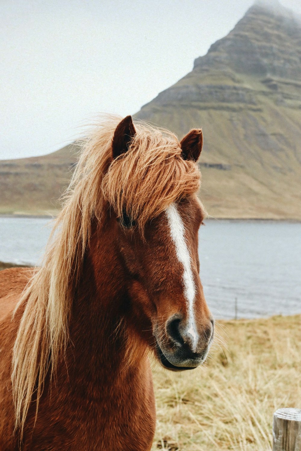a horse stands in a field