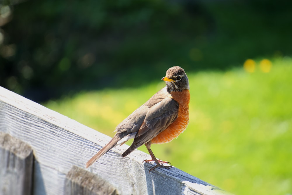 a bird sits on top of a fence
