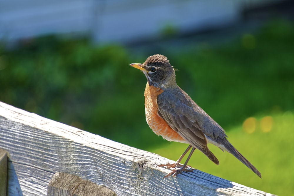 a bird perched on a wood railing