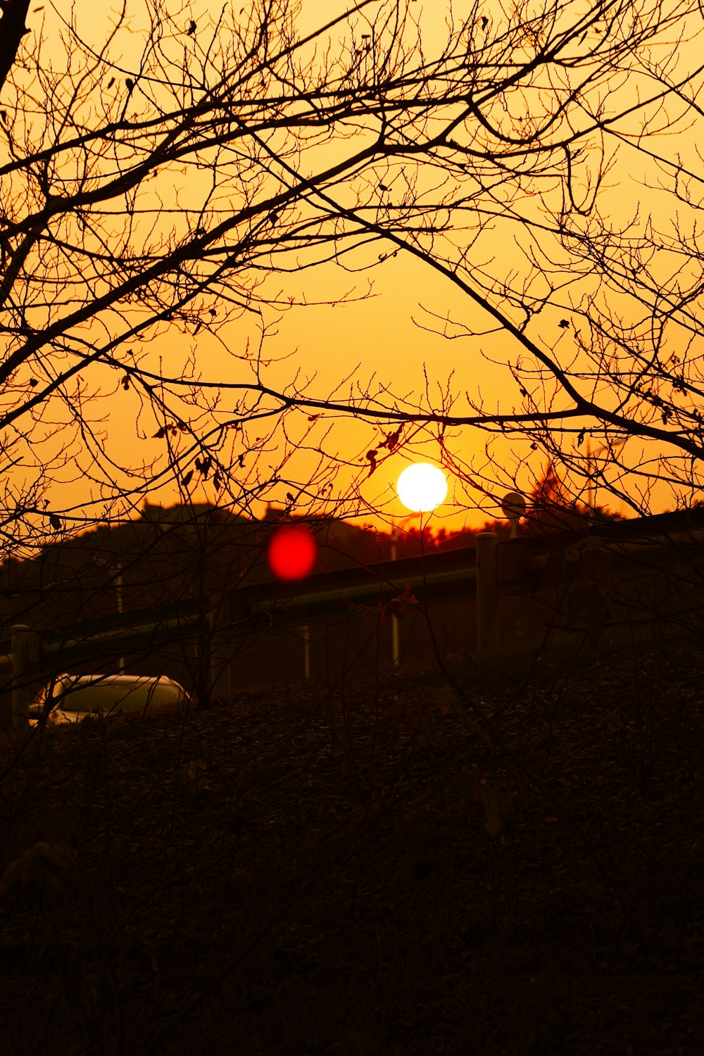 a sunset behind a tree